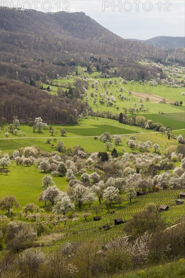 Orchard meadows near Weilheim an der Teck, Swabian Alb. View of the Breitenstein, Albtrauf. Cherry