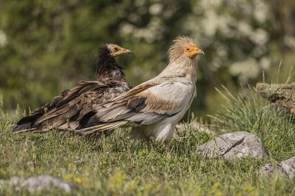 Egyptian Vulture (Neophron percnopterus), ad plus juv, Castile-Leon Province, Picos de Europa,