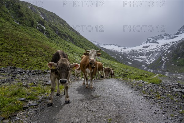 Cows on the alpine meadow, Schlegeisgrund valley, glaciated mountain peaks Hoher Weiszint and