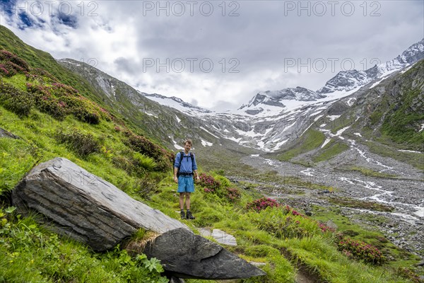 Mountaineers on a hiking trail between blooming alpine roses, view of the Schlegeisgrund valley,