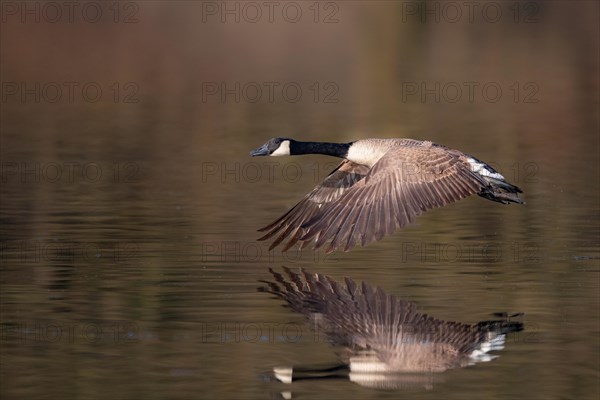 A Canada goose in flight, Lake Kemnader, Ruhr area, North Rhine-Westphalia, Germany, Europe