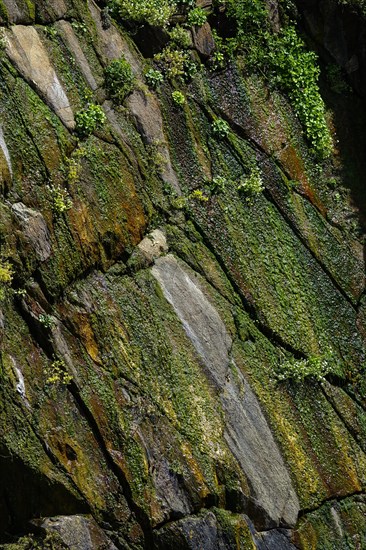 Moss-covered cliff below the Pointe Saint-Mathieu, Plougonvelin, Finistere department, Brittany