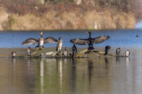 Great cormorant (Phalacrocorax carbo) and Pygmy Cormorant (Microcarbo pygmaeus) sitting on a branch