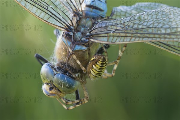 Wasp spider (Argiope bruennichi) with king dragonfly (Anax imperator), Emsland, Lower Saxony,