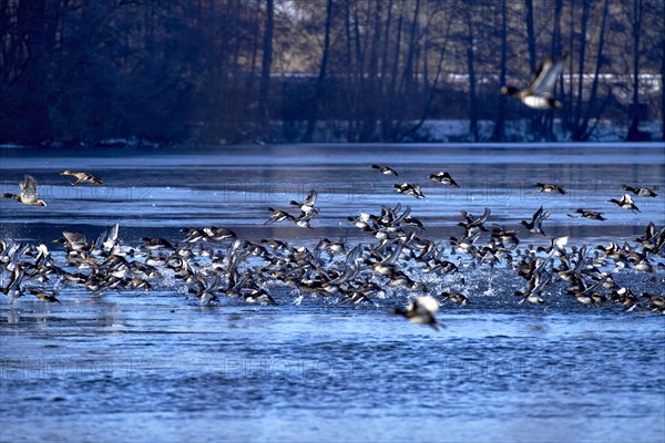 A flock of tufted duck (Aythya fuligula) and mallards (Anas platyrhynchos), take-off from the