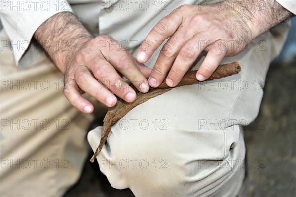 Tobacco farmer rolling a cigar, tobacco plant (Nicotiana), tobacco cultivation in Valle de Vinales