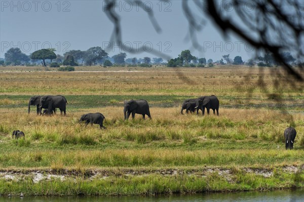 Elephant herd (Loxodonta africana), group, family, herd of animals, animal family, hiking, hike,