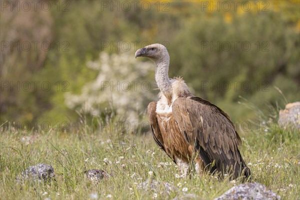 Griffon vulture (Gyps fulvus), on the ground, Castilla y Leon province, Picos de Europa, Spain,