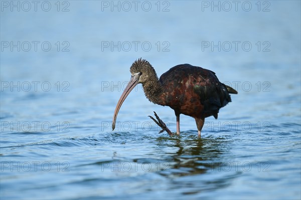 Glossy ibis (Plegadis falcinellus) standing in the water, hunting, Parc Naturel Regional de