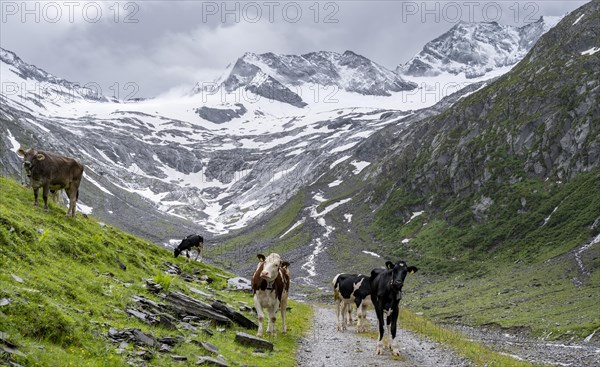 Cows on the alpine meadow, Schlegeisgrund valley, glaciated mountain peaks Hoher Weiszint and