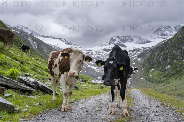 Cows on the alpine meadow, Schlegeisgrund valley, glaciated mountain peaks Hoher Weiszint and