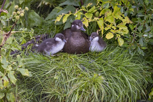 Harlequin duck (Histrionicus histrionicus), female, with young, in the grass, Laxa River, Lake