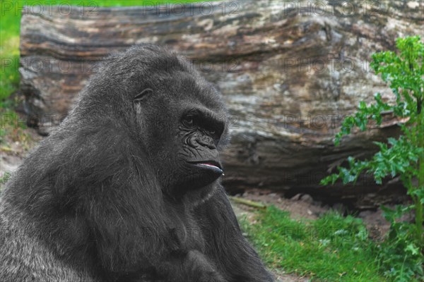 Thoughtful looking gorilla with green plants in the background, calm appearance, Allwetterzoo