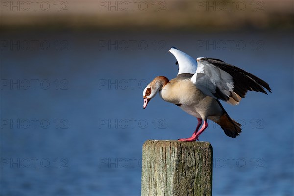 A Nile goose standing on a wooden post, Lake Kemnader, Ruhr area, North Rhine-Westphalia, Germany,