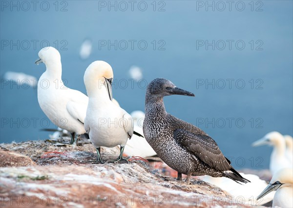 Three gannets (Morus bassanus) on a rock, juvenile in dark juvenile plumage, adults, sea in the
