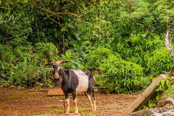 Black and white billy goat with large horns with a chain around its neck standing in front of a