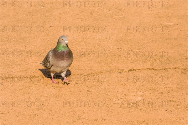 Single grey rock pigeon with rings of green and maroon on it neck standing on paved walkway on