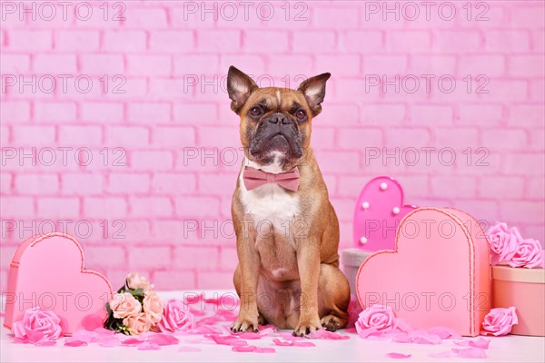 Valentine's day dog. French Bulldog with bow tie surrounded by pink and red seasonal decoration