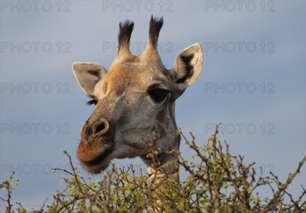 Angolan giraffe (Giraffa angolensis), animal, ungulate, head, head portrait, eats, eating, travel,