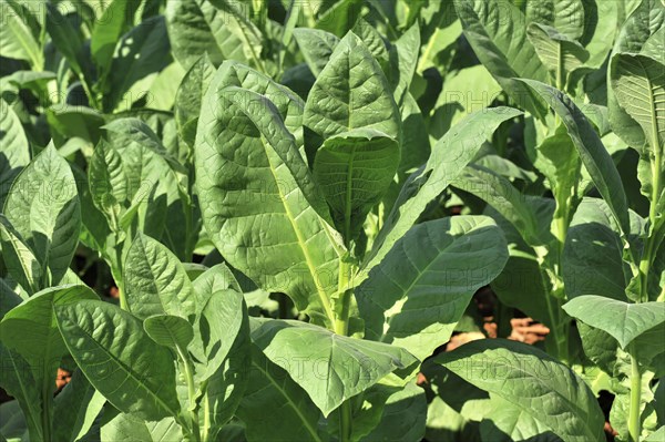 Tobacco plantation, tobacco leaves, tobacco plant (Nicotiana), tobacco cultivation in Valle de