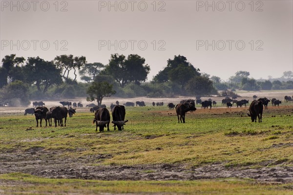 Herd of african buffalo (Syncerus caffer), aggressive, landscape, safari, free-living, wilderness,