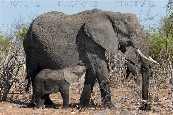 Elephant mother with calf (Loxodonta africana), elephant, mother, child, suckling, motherly love,