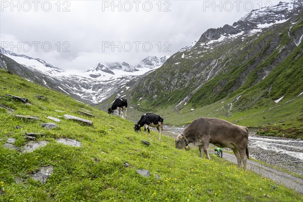 Cows grazing on the alpine meadow, Schlegeisgrund valley, glaciated mountain peaks Hoher Weiszint