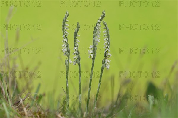 Autumn helleborine (Spiranthes spiralis), small orchids, very rare, group of flowers on a