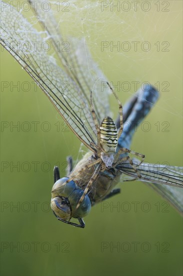 Wasp spider (Argiope bruennichi) with king dragonfly (Anax imperator), Emsland, Lower Saxony,