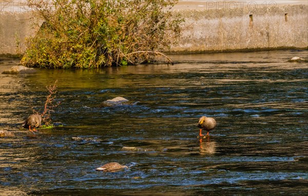 Three spot-billed ducks, one with its head under water together in a flowing river near a green