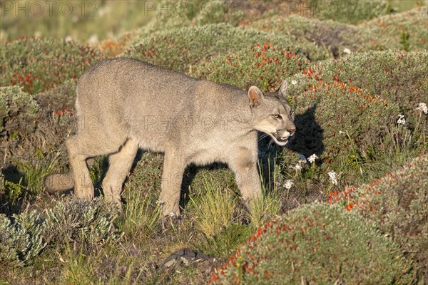 Cougar (Cougar concolor), silver lion, mountain lion, cougar, panther, small cat, Torres del Paine