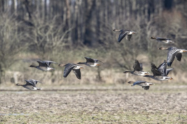 Bean geese (Anser fabalis), flying, Emsland, Lower Saxony, Germany, Europe