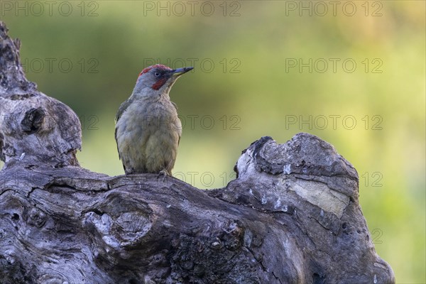 Iberian green woodpecker (Picus viridis sharpei) (Picus sharpei), male, province of Castile-Leon,
