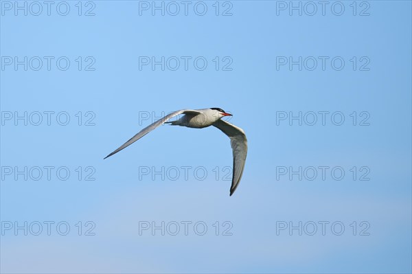 Elegant tern (Thalasseus elegans) flying in the sky, Parc Naturel Regional de Camargue, France,