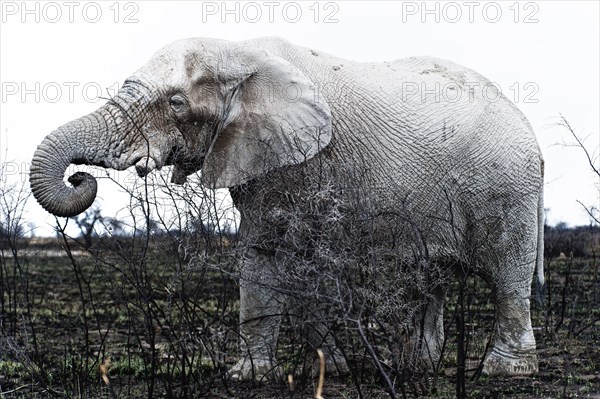 White African elephant (Loxodonta africana) in Etosha National Park, white from salt pan dust,