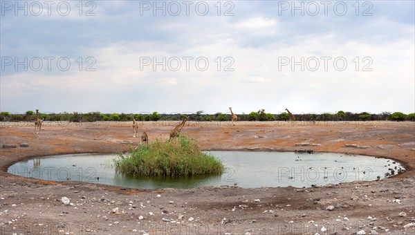 Angolan giraffe (Giraffa giraffa angolensis) drinking at Okaukuejo waterhole in Etosha National