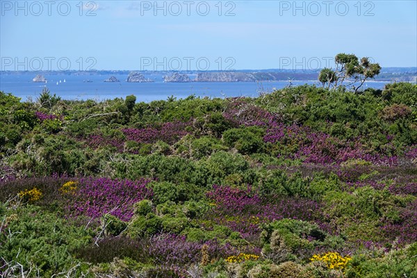 Heath landscape on the Cap de la Chevre, behind Pointe de Pen Hir with the rocks Les Tas de Pois,