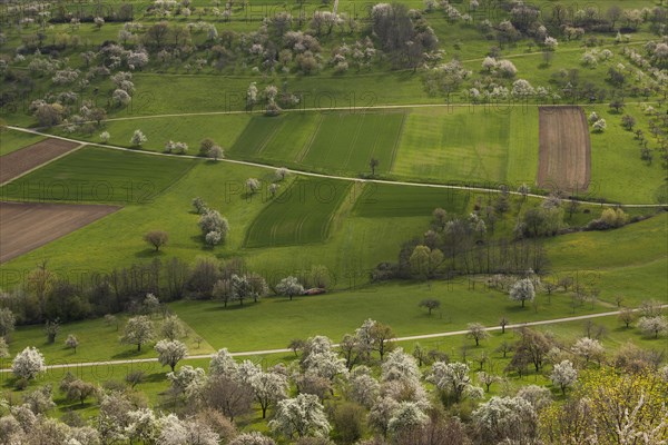 Orchard meadows near Weilheim an der Teck, Swabian Alb. Cherry blossom, apple blossom and pear