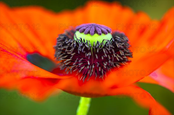 Red flower with pistil of the Turkish poppy (Palaver orientale), Botanical Garden, Munich, Upper
