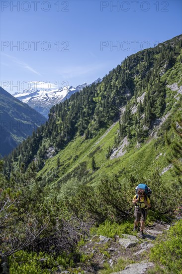 Mountaineer on hiking trail through mountain pines, Berliner Hoehenweg, behind summit Grosser