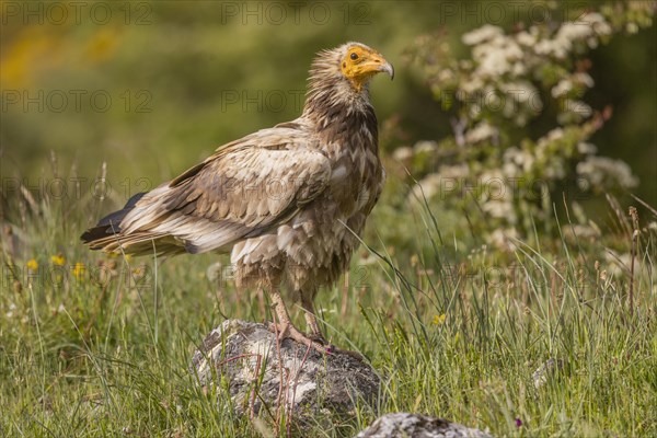 Juvenile Egyptian Vulture (Neophron percnopterus), Castilla y Leon province, Picos de Europa,