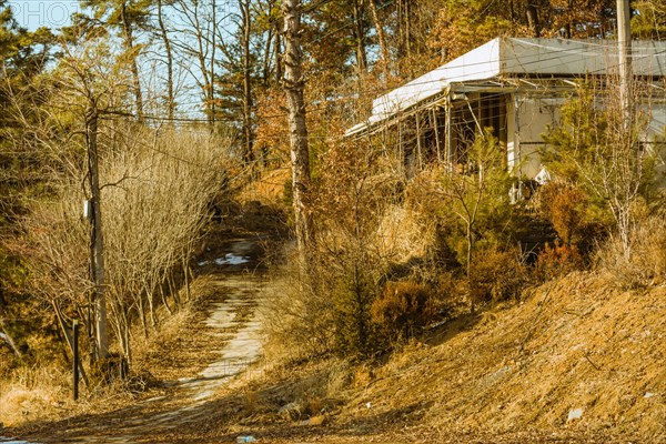 Old abandoned white building next to a disused piece of road surrounded by bushes, trees and old