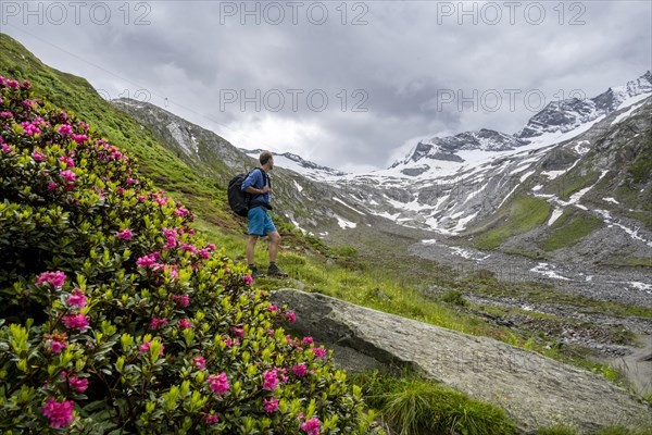 Mountaineers on a hiking trail between blooming alpine roses, view of the Schlegeisgrund valley,
