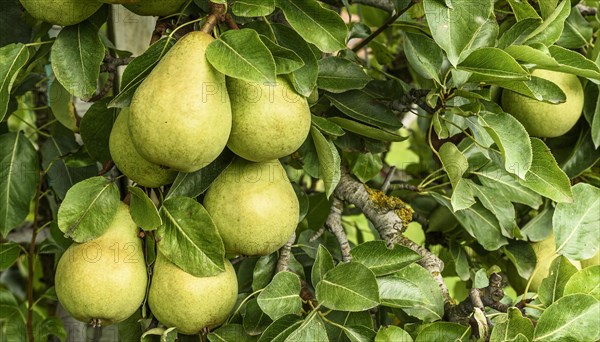 Ripe pears (Pyrus communis) of the Conference variety hanging on a tree, Canton Thurgau,