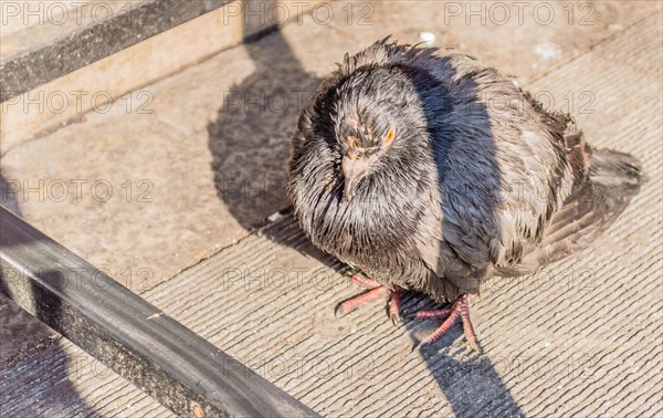 Single pigeon standing under a table with the bottom crossbar visible and the sun casting a shadow