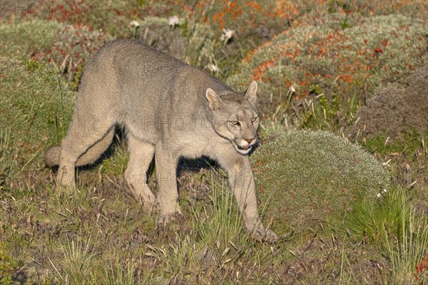 Cougar (Cougar concolor), silver lion, mountain lion, cougar, panther, small cat, Torres del Paine