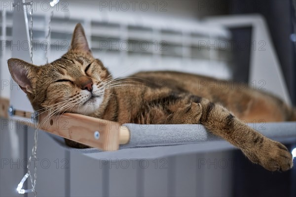 Image of a purebred Bengal cat lying on a hammock attached to a heater. Pet care concept. Mixed