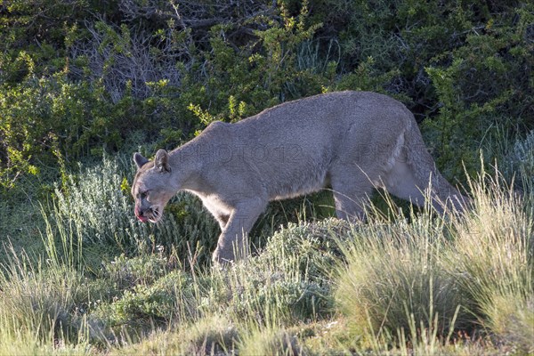 Cougar (Cougar concolor), silver lion, mountain lion, cougar, panther, small cat, Torres del Paine