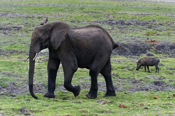 Walking elephant (Loxodonta africana) and warthog, safari, animal observation, steppe in Chobe