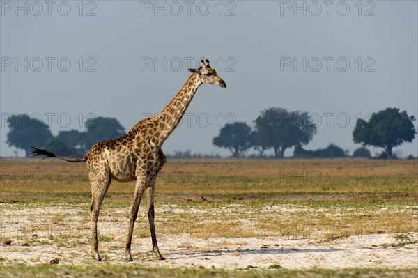 Angolan giraffe (Giraffa angolensis), animal, ungulate, travel, destination, safari, steppe,